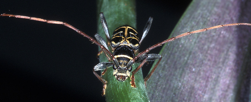 Paraclytus raddei