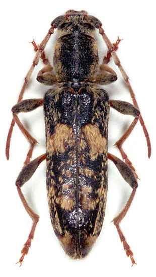 Paraclytus reitteri