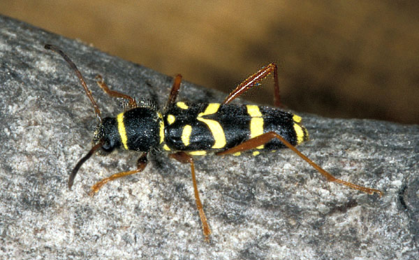 Clytus arietis lederi