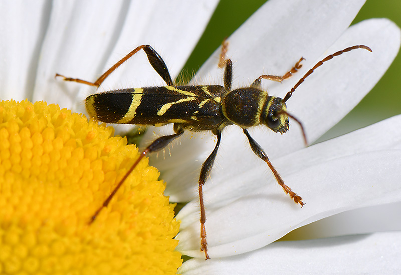 Cyrtoclytus capra