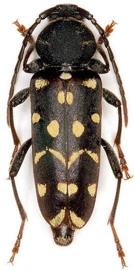 Plagionotus arcuatus lugubris