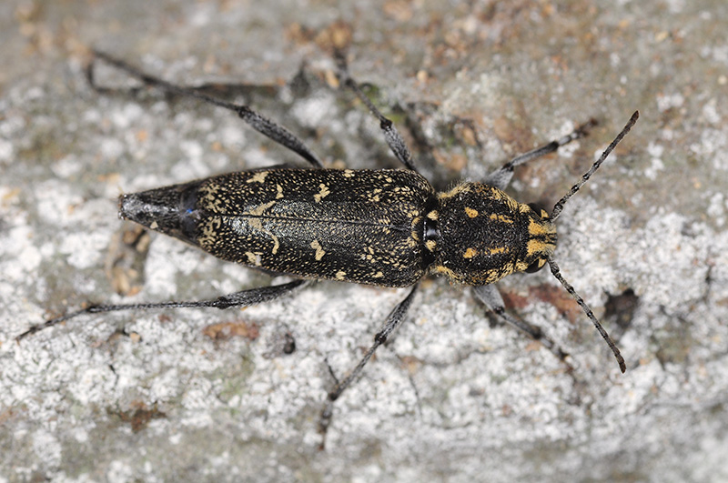 Xylotrechus rusticus