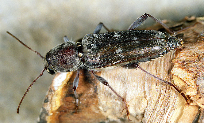 Xylotrechus smei