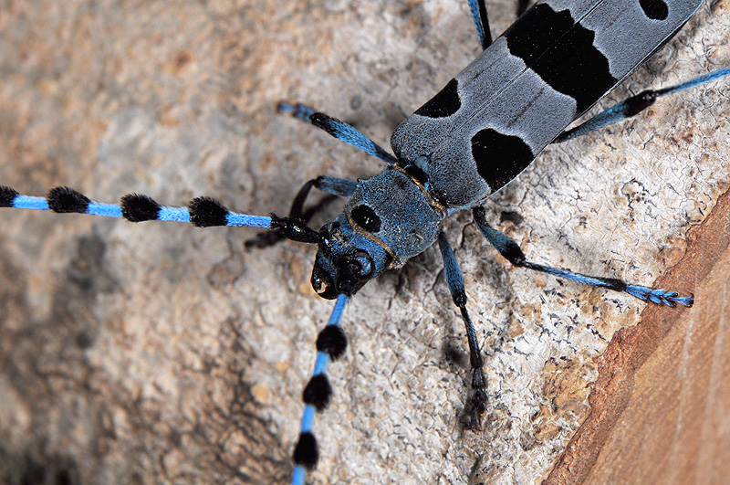 Rosalia alpina