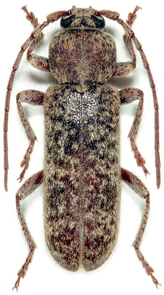 Trichoferus fasciculatus fasciculatus