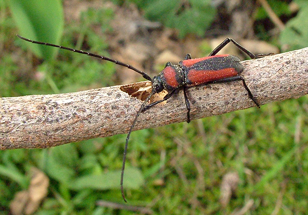 Purpuricenus interscapillatus sasanus