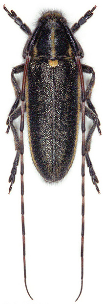 Agapanthia angelicae