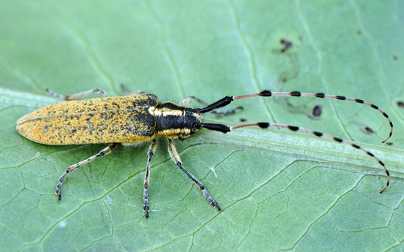 Agapanthia dahli persica