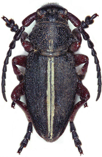 Dorcadion ferruginipes