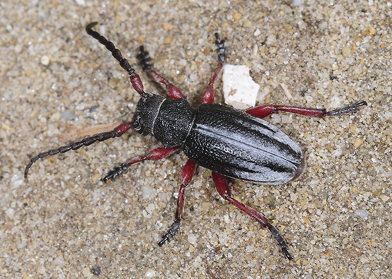 Dorcadion gallipolitanum atritarse