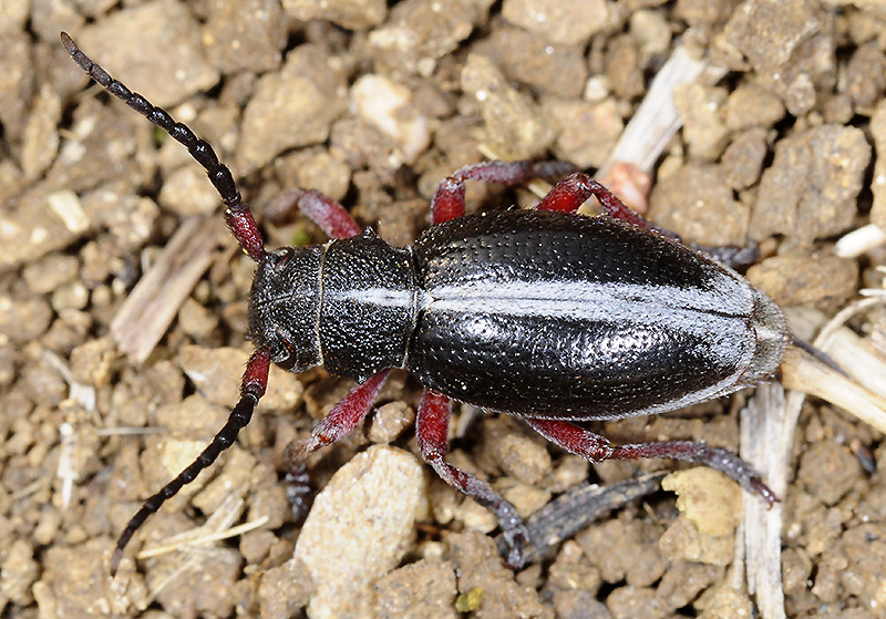 Dorcadion gallipolitanum gallipolitanum