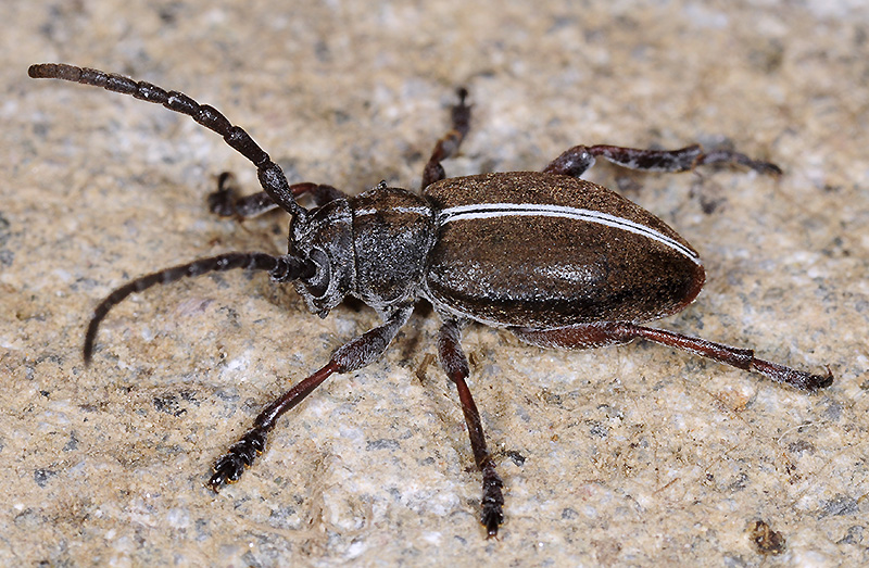 Dorcadion xerophilum