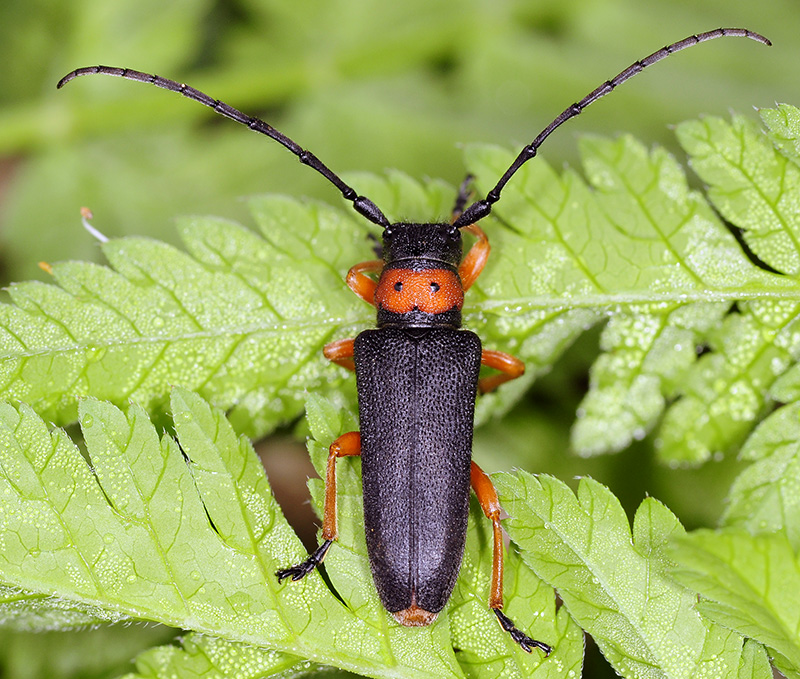 Phytoecia affinis affinis