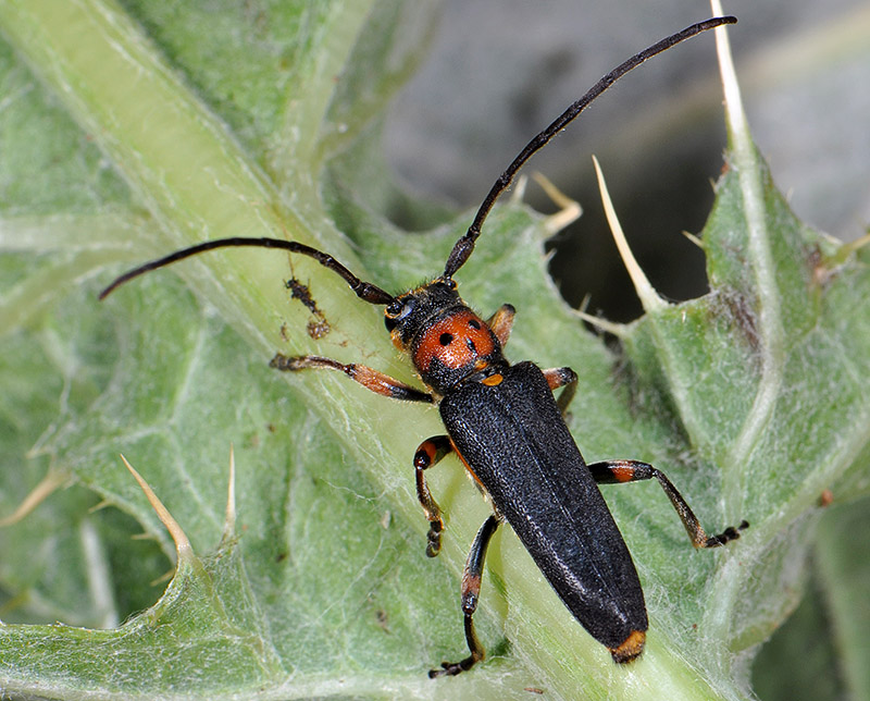 Phytoecia astarte lederi