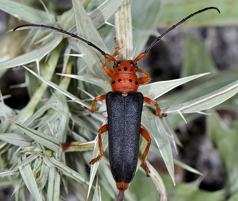 Phytoecia kurdistana