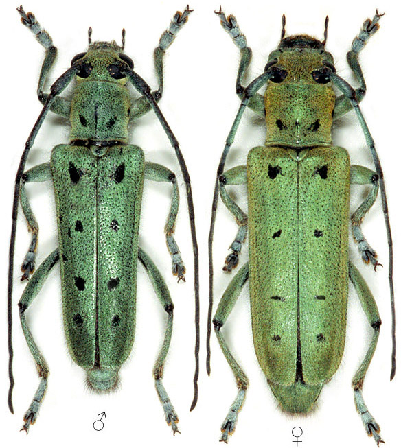 Saperda octopunctata