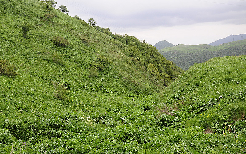 Mountain meadows in Kajaran environs