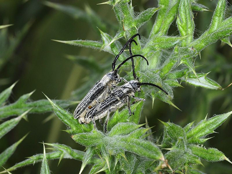 Pteromallosia albolineata