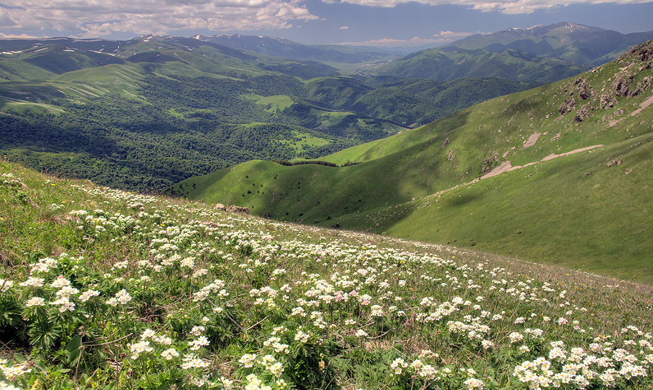 Mountain meadows in Semyonovka environs