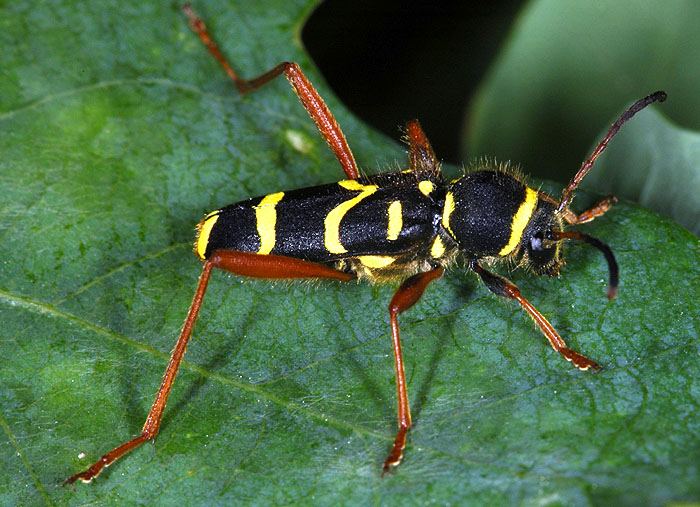 Clytus arietis arietis