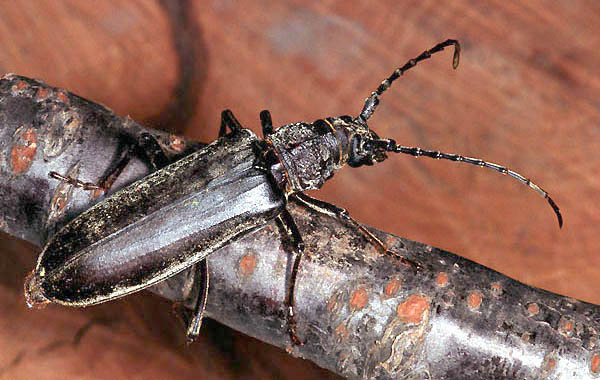 Xenopachys matthiesseni