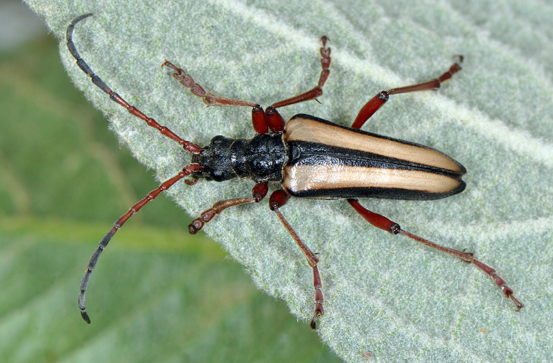 Stenocorus vittidorsum