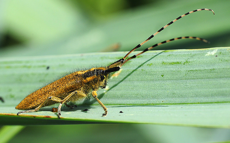 Agapanthia asphodeli