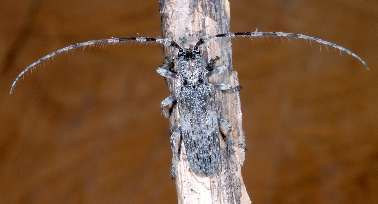 Deroplia albida