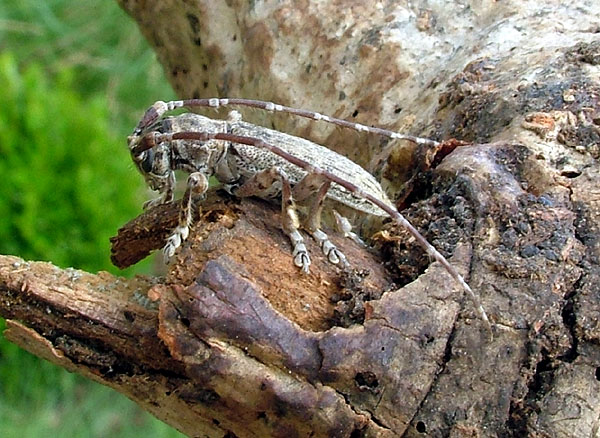 Deroplia schurmanni