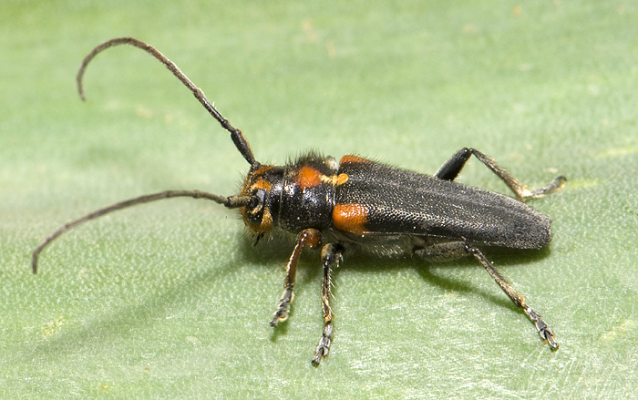 Phytoecia humeralis