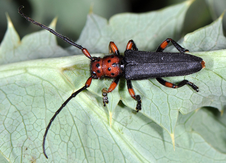 Phytoecia puncticollis puncticollis