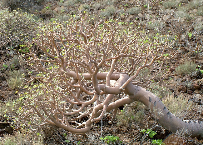 Euphorbia balsamifera