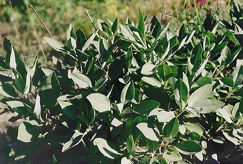 Salvia tomentosa