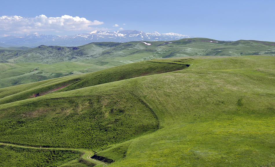 Mountain meadows in Semyonovka environs