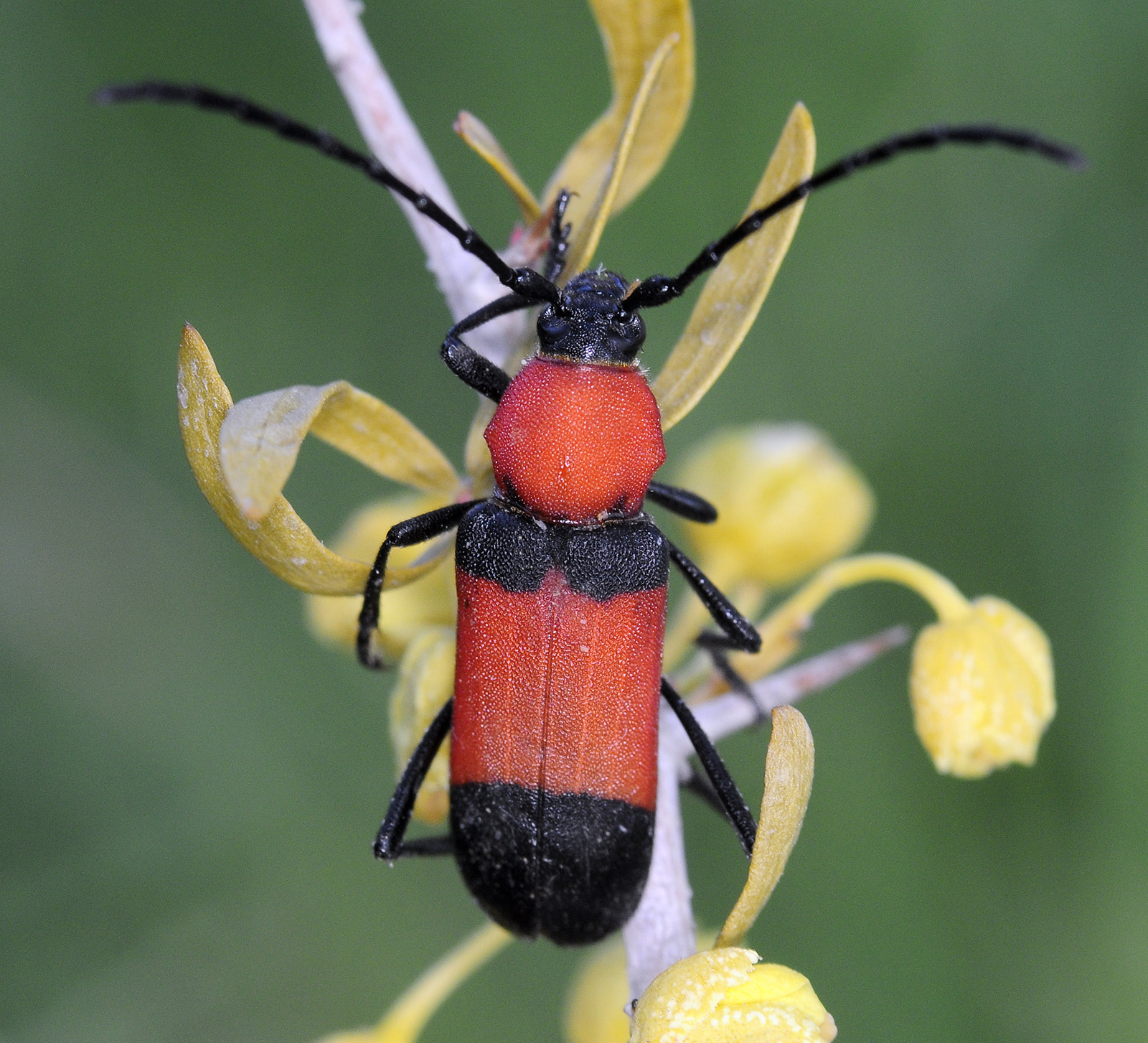 Purpuricenus zarudnianus