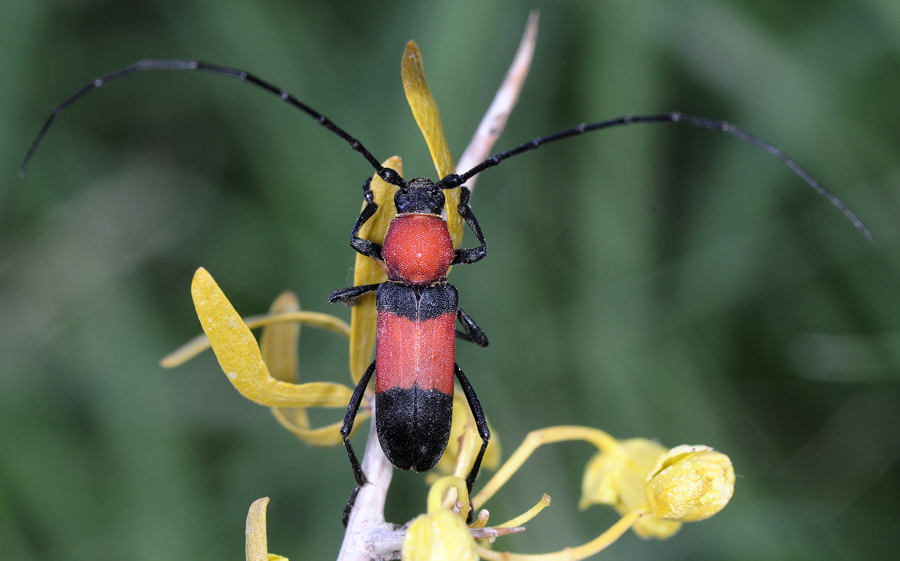 Purpuricenus zarudnianus