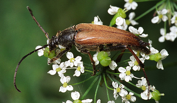 Pedostrangalia pubescens