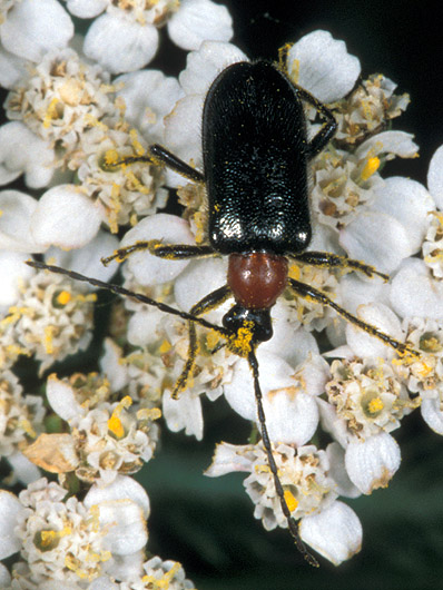 Dinoptera collaris