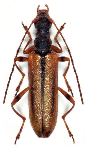 Fallacia elegans