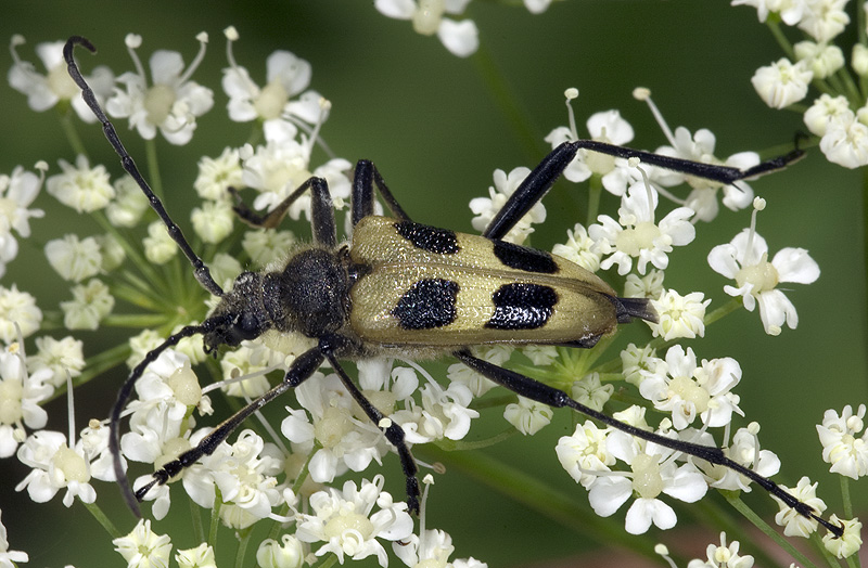 Pachyta quadrimaculata