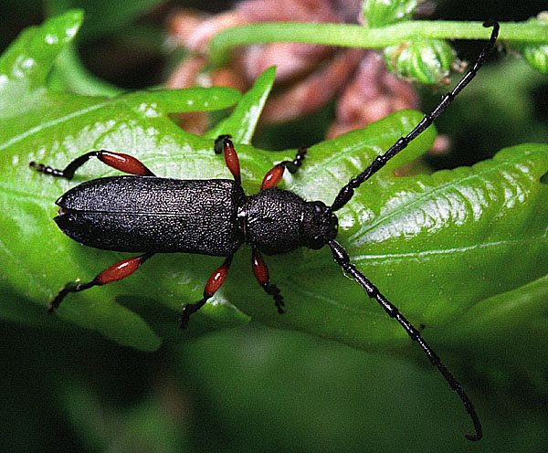 Ropalopus varini