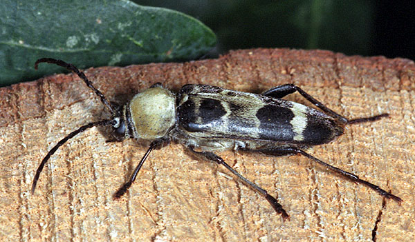 Plagionotus bartholomei