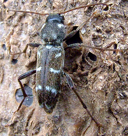 Xylotrechus ilamensis