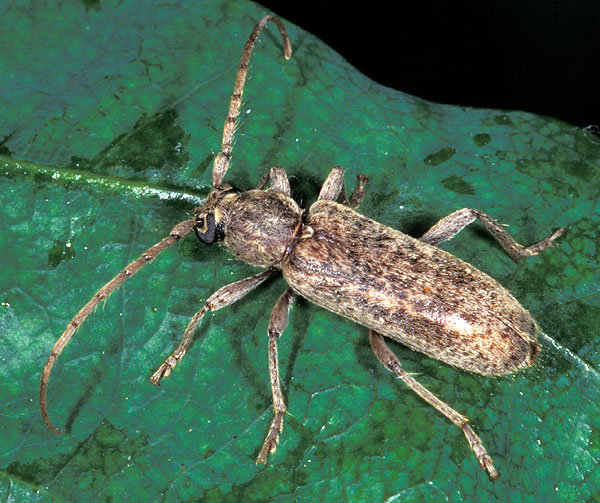 Trichoferus griseus