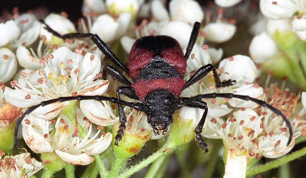 Purpuricenus kaehleri kaehleri