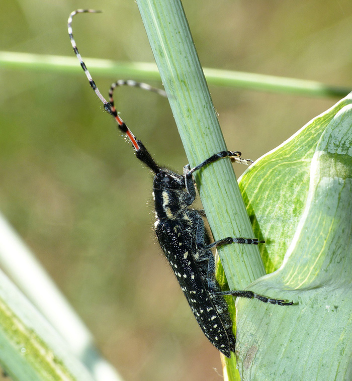 Agapanthia soror