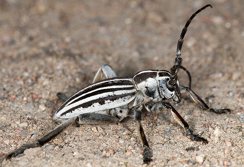 Dorcadion grande - male