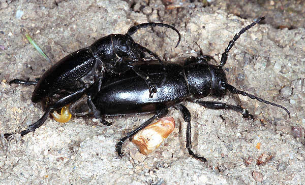 Dorcadion aethiops aethiops