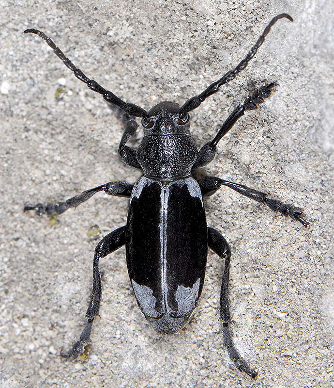 Dorcadion dimidiatum dimidiatum