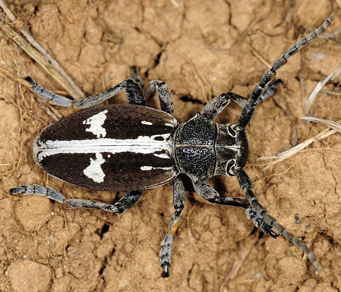 Dorcadion equestre reclinatum